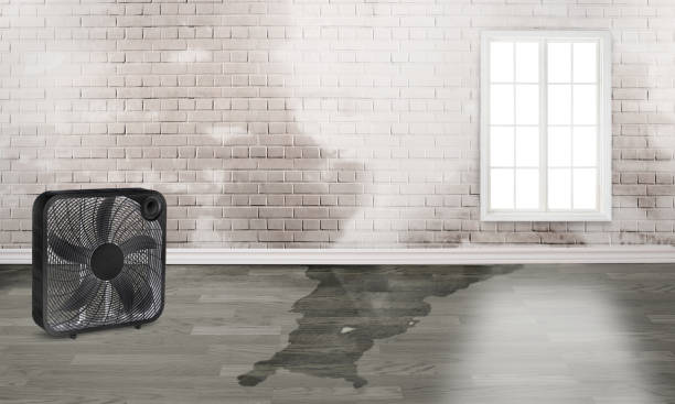 Best Local water damage restoration  in Overlea, MD