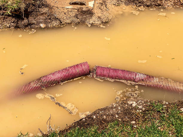 Best Carpet water damage restoration  in Overlea, MD